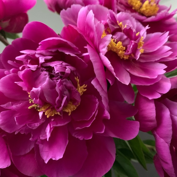 Meet your Posher, Nancy - Picture 1 of 1